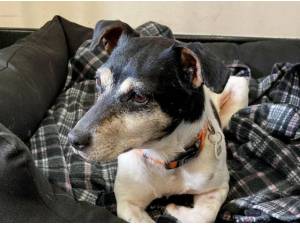 PENNY - Jack Russell Terrier Photo