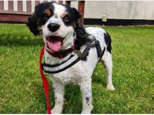 TYE - Cavalier King Charles Spaniel
crossbreed Photo