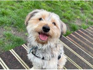 BOWIE - Yorkshire Terrier
crossbreed Photo