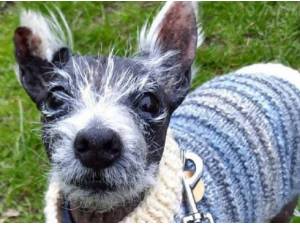 JAY - West Highland White Terrier Photo