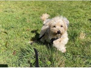 TEDDY - Yorkshire Terrier
crossbreed Photo