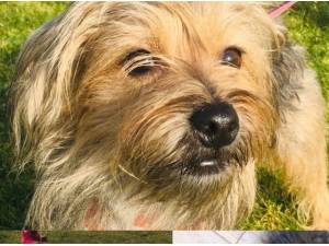 DUDLEY - Yorkshire Terrier
crossbreed Photo