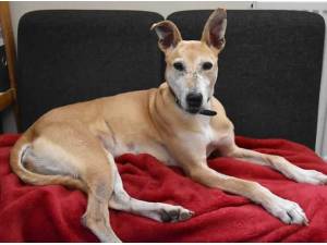 BUGSY AND TALLY - Lurcher
crossbreed Photo