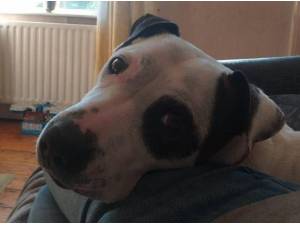 LOUIE - Staffordshire Bull Terrier
crossbreed Photo