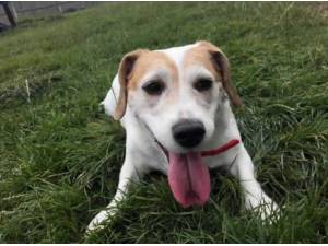 DORIS - Crossbreed/Unknown Photo