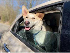 COPPER - Husky (Siberian)
crossbreed Photo
