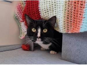 RANDALL - Domestic Shorthair
crossbreed Photo