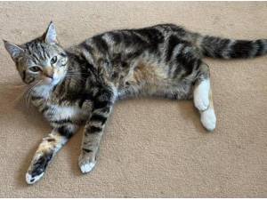 FLYNN - Domestic Shorthair
crossbreed Photo