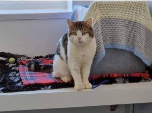 MAJOR - Domestic Shorthair
crossbreed Photo
