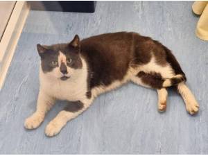 CREED - Domestic Shorthair
crossbreed Photo
