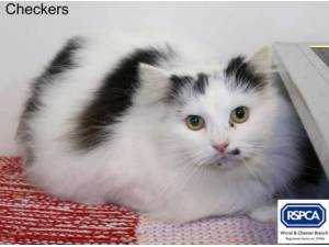 CHECKERS - Domestic Longhair
crossbreed Photo