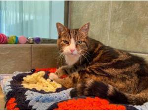 TOFFEE - Domestic Shorthair
crossbreed Photo