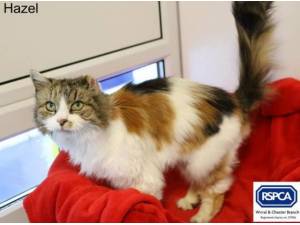 HAZEL - Domestic Longhair
crossbreed Photo