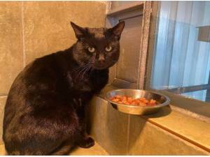 GERARD - Domestic Shorthair
crossbreed Photo