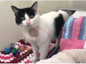 DAVE - Domestic Shorthair
crossbreed Photo