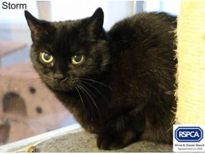 STORM - Domestic Shorthair
crossbreed Photo