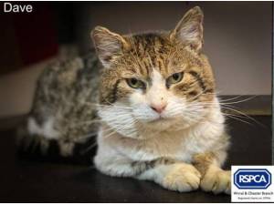 DAVE - Domestic Shorthair
crossbreed Photo