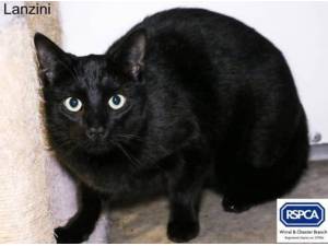 LANZINI - Domestic Shorthair
crossbreed Photo