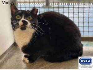 VENUS - Domestic Shorthair
crossbreed Photo