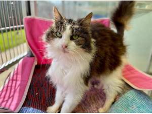 TOSCA - Domestic Longhair
crossbreed Photo