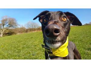 Aj - Male Greyhound Photo