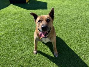 Bertie - Male A Crossbreed Photo