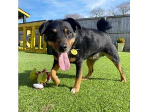 Bobby - Male Jack Russell Terrier (JRT) Photo