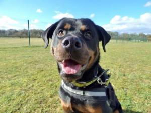 Brodus - Male Rottweiler Photo