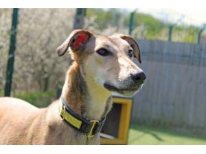 Farah - Female Lurcher Photo