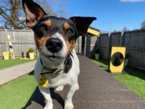 Fergus - Male Jack Russell Terrier (JRT) Photo