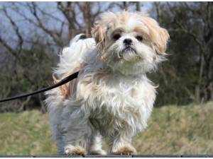 Gilbert - Male Shih Tzu Photo