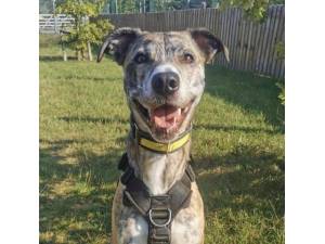 Greg - Male Lurcher Photo