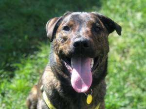 Holly - Female A Crossbreed Photo