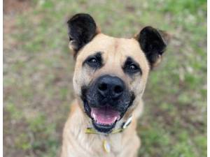 Leo - Male GSD Cross ( German Shepherd / Alsatian) Photo
