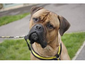 Mooch - Male Mastiff: Old English Photo