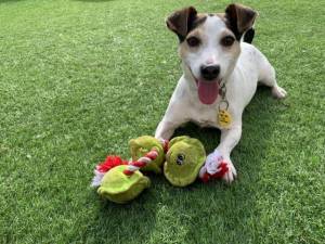 Patch - Male Jack Russell Terrier (JRT) Photo