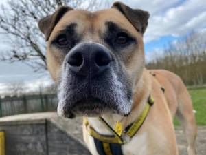 Rory - Male A Crossbreed Photo