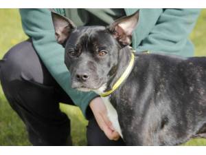 Toblerone - Male Staffordshire Cross (SBT) Photo