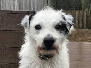 Toby - Male Terrier Cross Photo