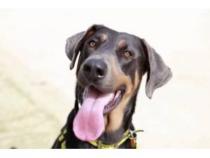 Trooper - Male A Crossbreed Photo