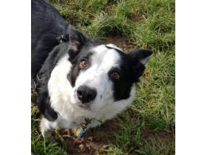 Vijay - Male Collie Cross (Border) Photo