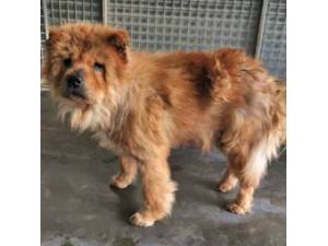 Gamble - Female Chow Chow Photo