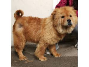 Edith - Female Chow Chow Photo