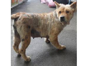 Greta - Female Chow Chow Photo