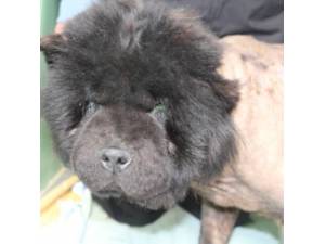 Glitter - Female Chow Chow Photo