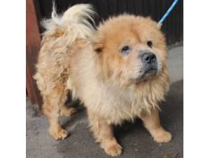 Ernie - Male Chow Chow Photo