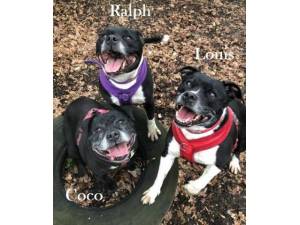 Coco, Louis & Ralph - Staffordshire Bull Terrier Photo