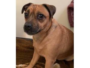 Alfie - Male Pug Cross Photo