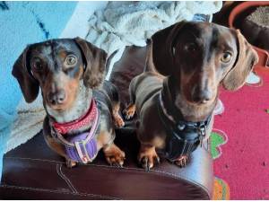 HOBNOB AND JILL - Dachshund (Miniature) Photo