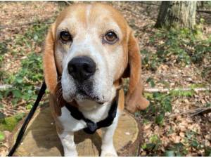 BOUNCER - Beagle Photo